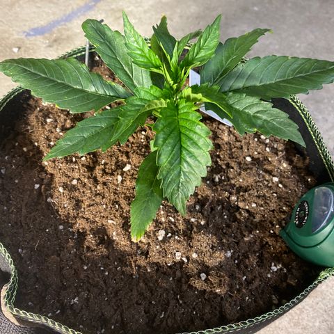 Studio 54 Stardust Auto growlog timeline photo