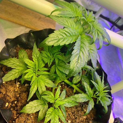 Black Diamond growlog timeline photo