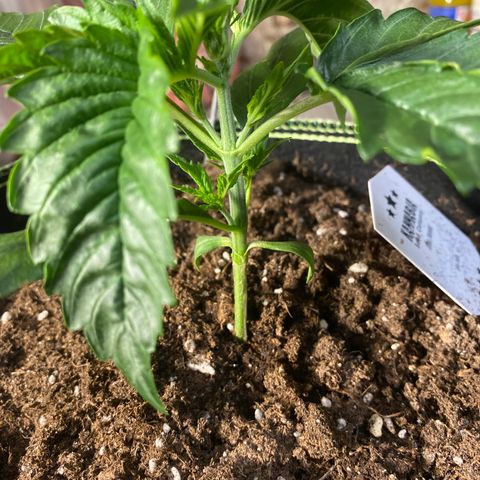 Studio 54 Stardust Auto growlog timeline photo