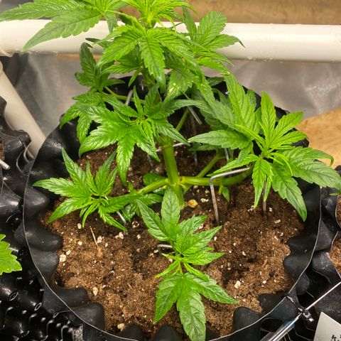 Black Diamond growlog timeline photo