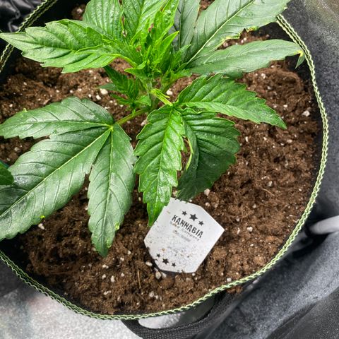 Studio 54 Stardust Auto growlog timeline photo