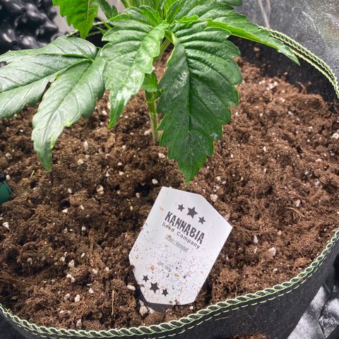 Studio 54 Stardust Auto growlog timeline photo
