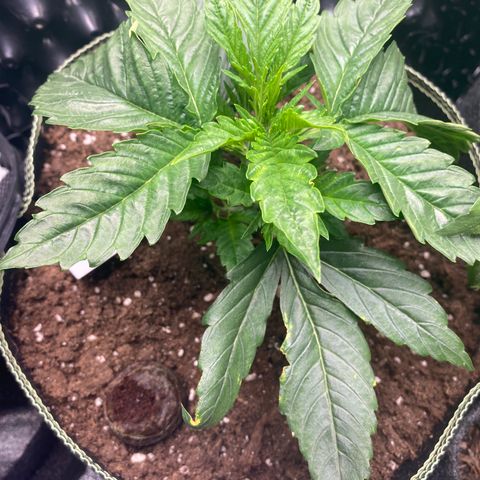 Studio 54 Stardust Auto growlog timeline photo