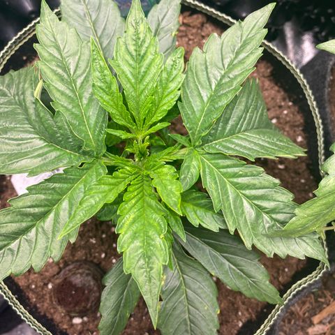 Studio 54 Stardust Auto growlog timeline photo