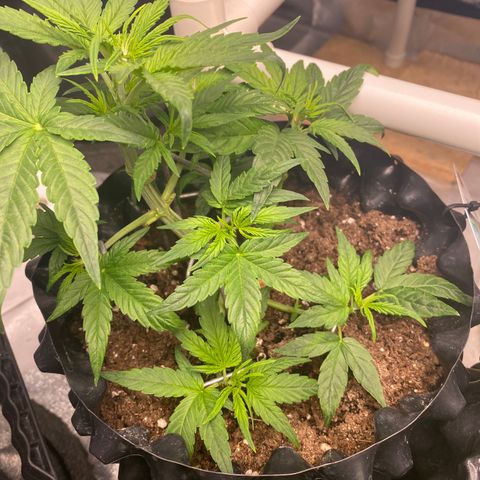 Black Diamond growlog timeline photo