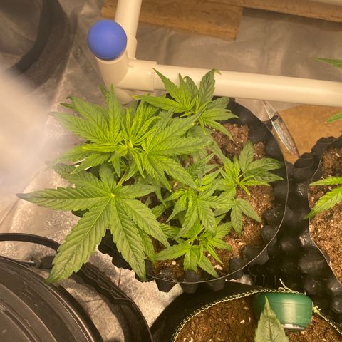 Black Diamond growlog timeline photo