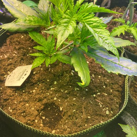 Studio 54 Stardust Auto growlog timeline photo