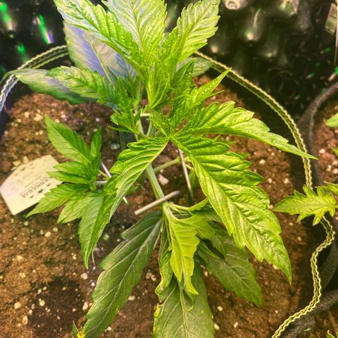Studio 54 Stardust Auto growlog timeline photo