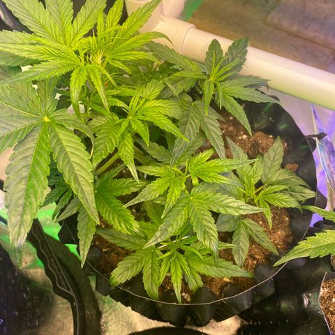 Black Diamond growlog timeline photo