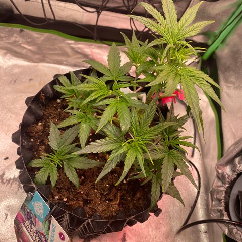 Black Diamond growlog timeline photo