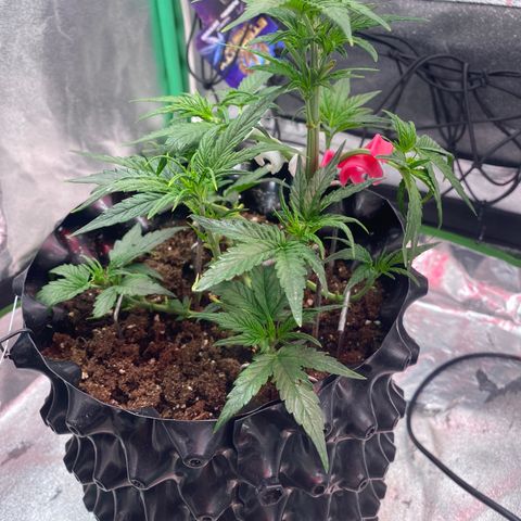 Black Diamond growlog timeline photo