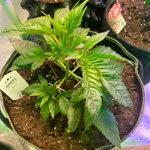 Studio 54 Stardust Auto growlog timeline photo