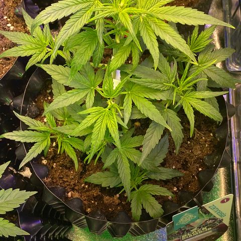 Black Diamond growlog timeline photo