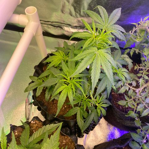 Black Diamond growlog timeline photo