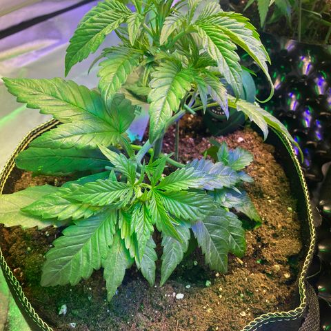 Studio 54 Stardust Auto growlog timeline photo