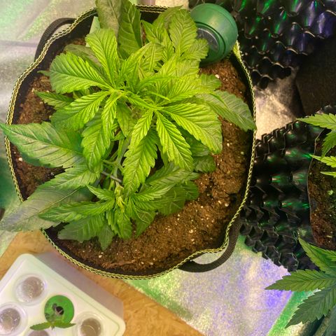 Studio 54 Stardust Auto growlog timeline photo