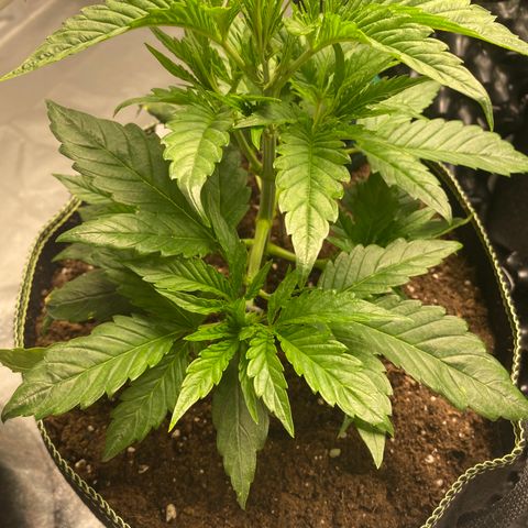 Studio 54 Stardust Auto growlog timeline photo