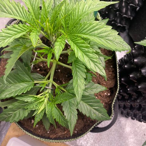 Studio 54 Stardust Auto growlog timeline photo