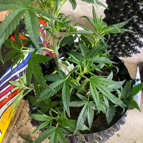 Black Diamond growlog timeline photo