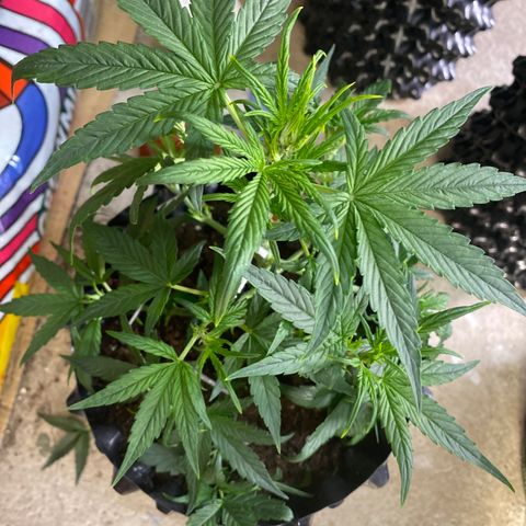 Black Diamond growlog timeline photo