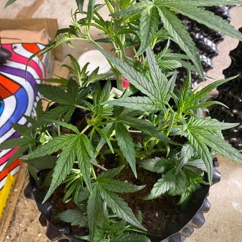 Black Diamond growlog timeline photo