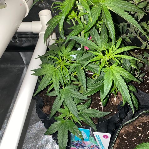 Black Diamond growlog timeline photo