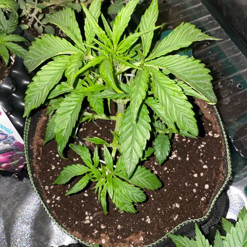 Studio 54 Stardust Auto growlog timeline photo