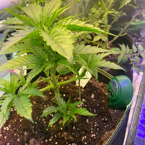 Studio 54 Stardust Auto growlog timeline photo