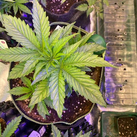 Studio 54 Stardust Auto growlog timeline photo
