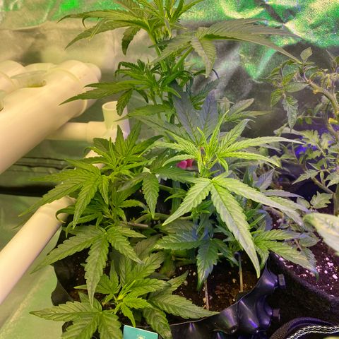 Black Diamond growlog timeline photo