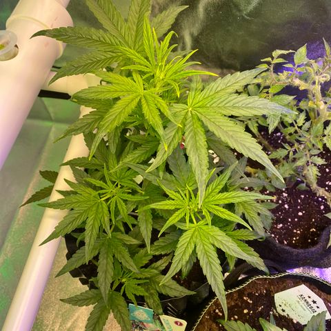 Black Diamond growlog timeline photo