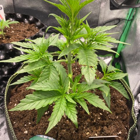 Studio 54 Stardust Auto growlog timeline photo