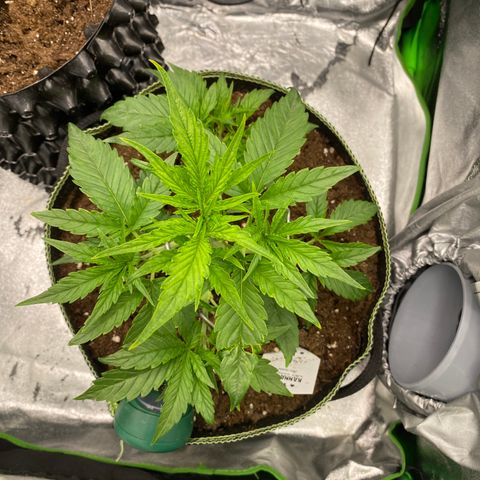 Studio 54 Stardust Auto growlog timeline photo