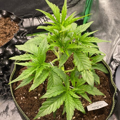 Studio 54 Stardust Auto growlog timeline photo