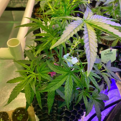 Black Diamond growlog timeline photo