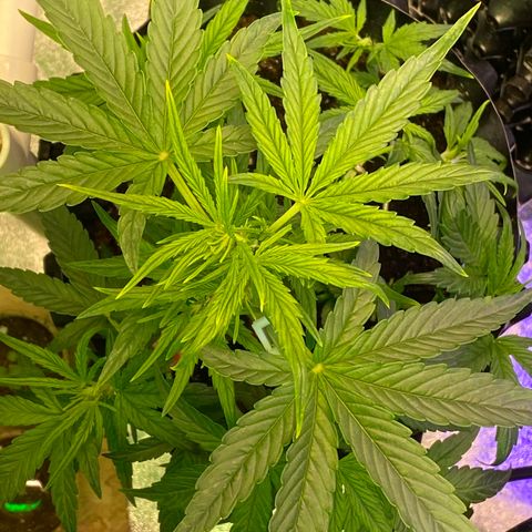 Black Diamond growlog timeline photo