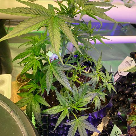 Black Diamond growlog timeline photo