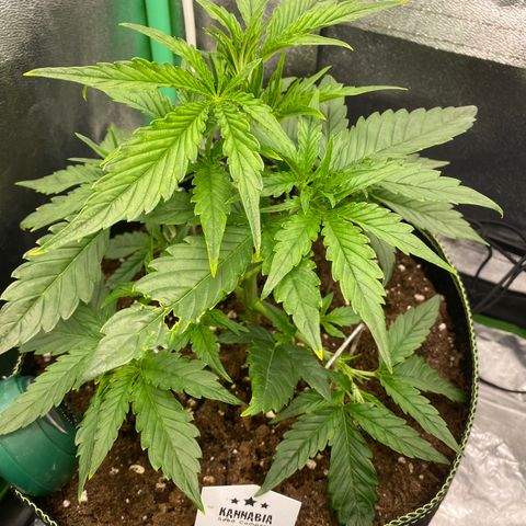 Studio 54 Stardust Auto growlog timeline photo
