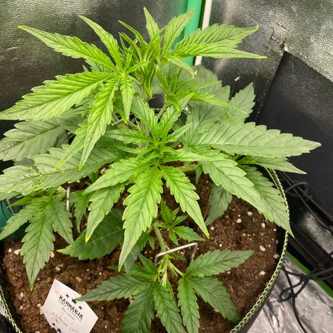 Studio 54 Stardust Auto growlog timeline photo