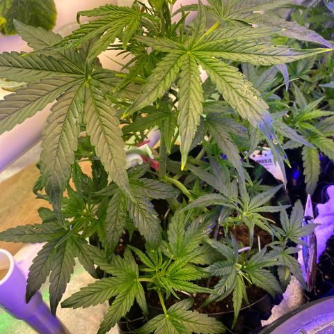Black Diamond growlog timeline photo