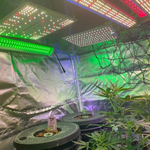Black Diamond growlog timeline photo