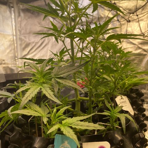 Black Diamond growlog timeline photo