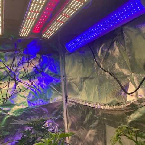 Black Diamond growlog timeline photo