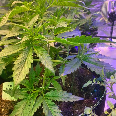 Studio 54 Stardust Auto growlog timeline photo