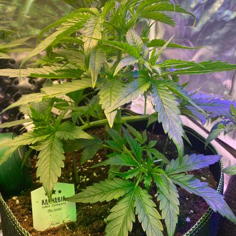 Studio 54 Stardust Auto growlog timeline photo