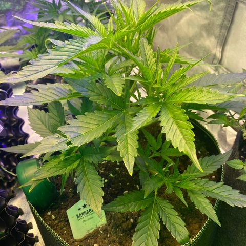 Studio 54 Stardust Auto growlog timeline photo