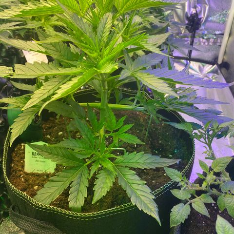 Studio 54 Stardust Auto growlog timeline photo