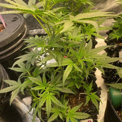 Black Diamond growlog timeline photo