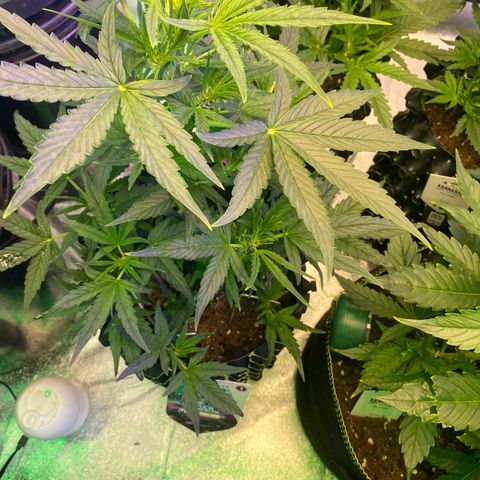 Black Diamond growlog timeline photo