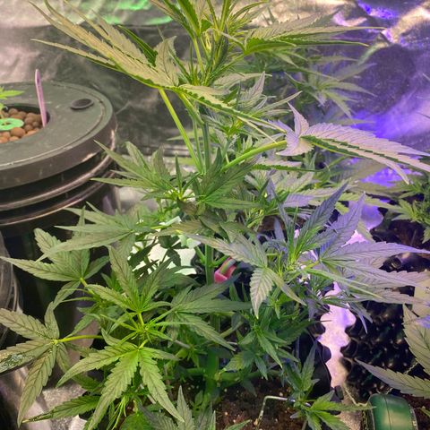 Black Diamond growlog timeline photo